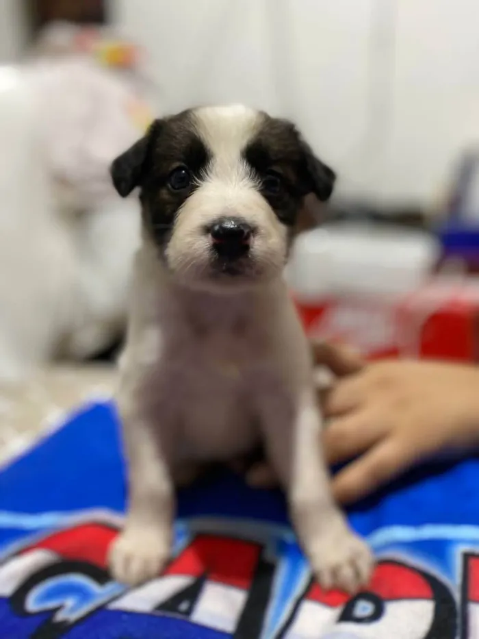 Cachorro ra a  idade 2 a 6 meses nome Dois filhotes