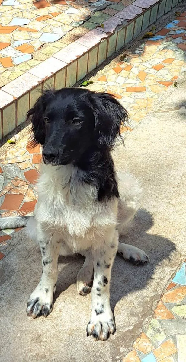 Cachorro raça Sem raça definida  idade 2 a 6 meses nome Ricco