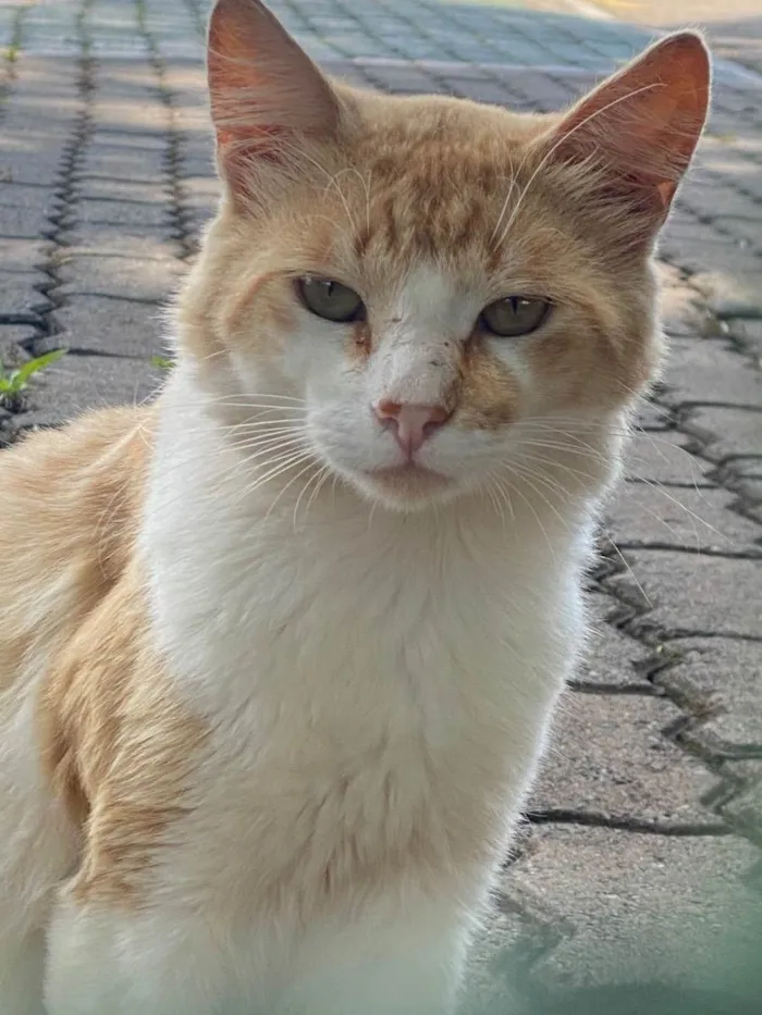 Gato ra a SRD idade 1 ano nome Sem nome