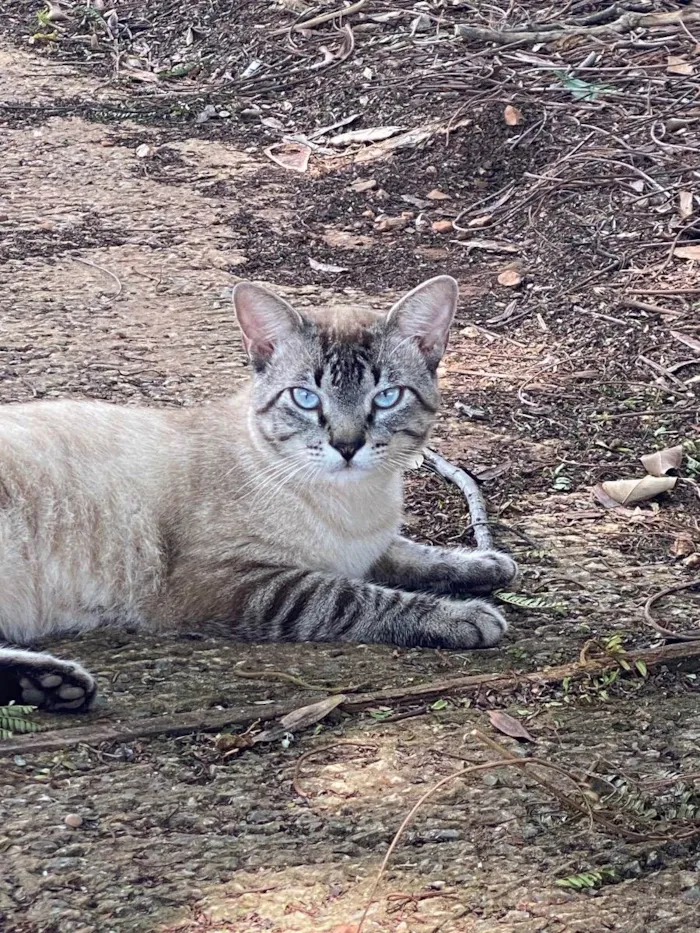 Gato ra a SRD idade 1 ano nome Sem nome