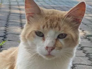 Gato raça SRD idade 1 ano nome Sem nome