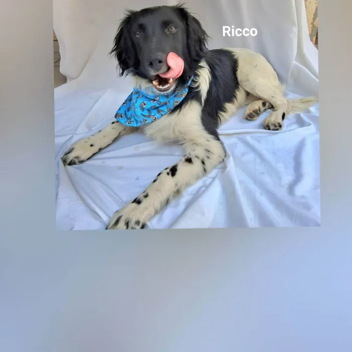 Cachorro raça Sem raça definida  idade 2 a 6 meses nome Ricco