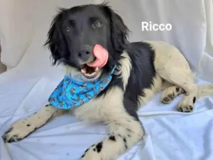 Cachorro raça Sem raça definida  idade 2 a 6 meses nome Ricco
