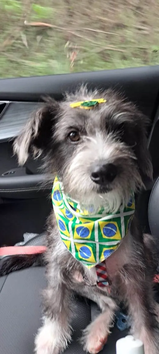 Cachorro raça Sem raça definida  idade  nome Farofa