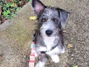 Cachorro raça Sem raça definida  idade  nome Farofa