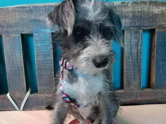 Cachorro raça Sem raça definida  idade  nome Farofa