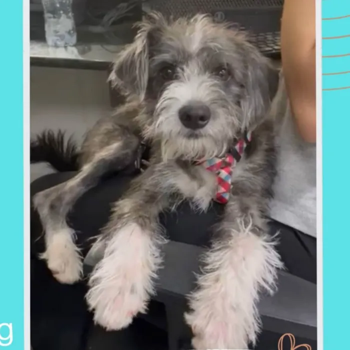 Cachorro raça Sem raça definida  idade  nome Farofa