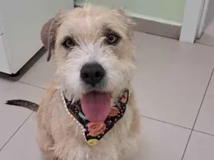 Cachorro raça Sem raça definida  idade 1 ano nome Pérola 