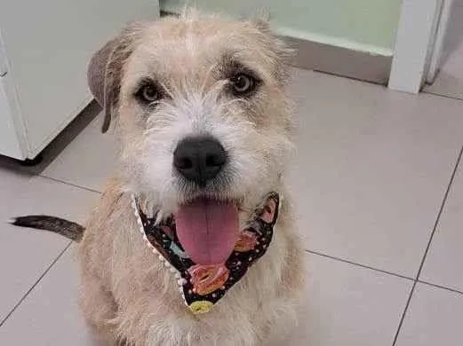 Cachorro raça Sem raça definida  idade 1 ano nome Pérola 