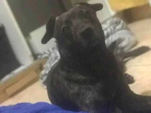 Cachorro raça sem raça definida  idade 2 anos nome Aquiles