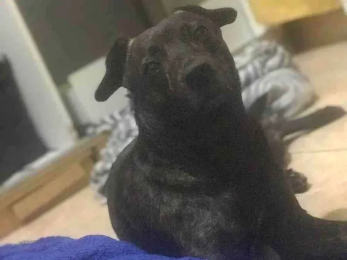 Cachorro ra a sem raça definida  idade 2 anos nome Aquiles