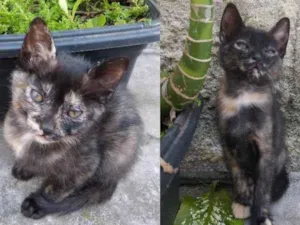 Gato raça SRD idade 2 a 6 meses nome Gatinhas