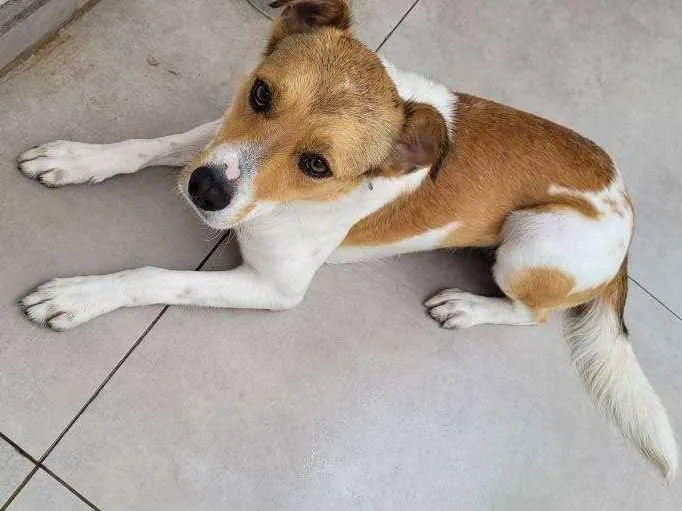 Cachorro ra a Não Definida idade 1 ano nome PINGO