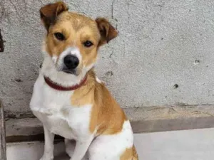 Cachorro raça Não Definida idade 1 ano nome PINGO