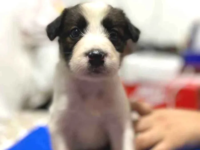 Cachorro ra a  idade 2 a 6 meses nome Dois filhotes