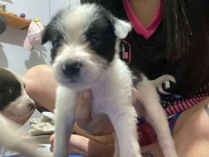 Cachorro ra a  idade 2 a 6 meses nome Dois filhotes