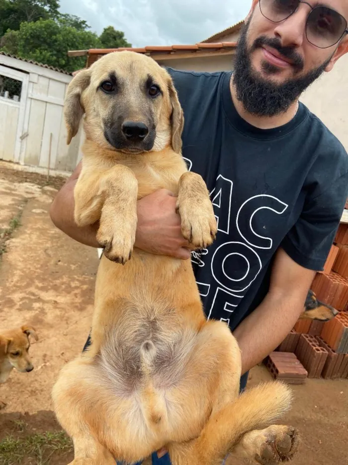 Cachorro raça vira lata idade 2 a 6 meses nome Zangado