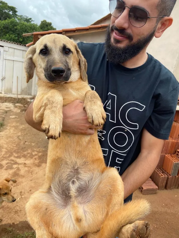 Cachorro raça vira lata idade 2 a 6 meses nome Zangado