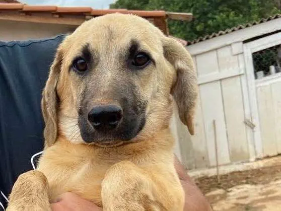 Cachorro raça vira lata idade 2 a 6 meses nome Zangado