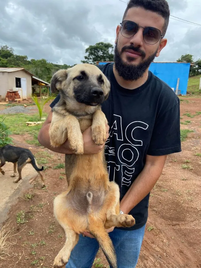 Cachorro raça vira lata idade 2 a 6 meses nome Marelo