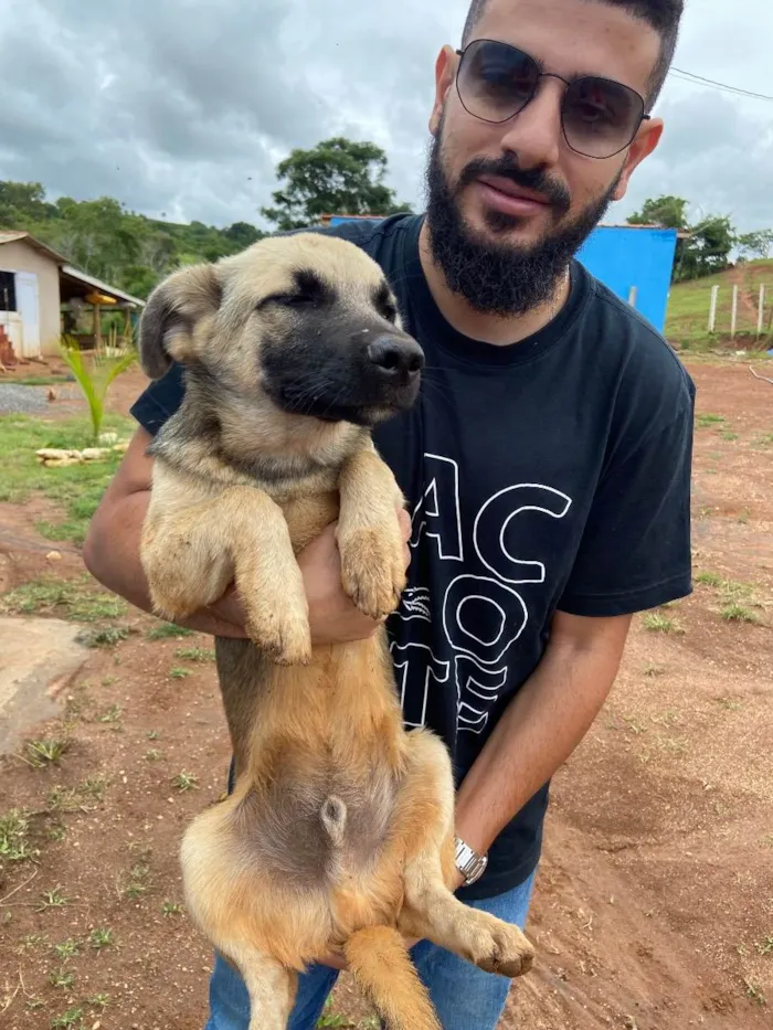 Cachorro raça vira lata idade 2 a 6 meses nome Marelo
