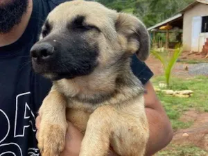 Cachorro raça vira lata idade 2 a 6 meses nome Marelo