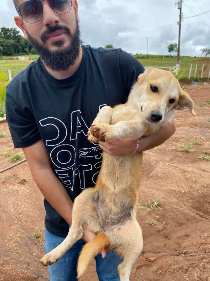 Cachorro raça vira lata  idade 2 a 6 meses nome Belinha