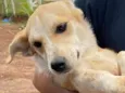 Belinha