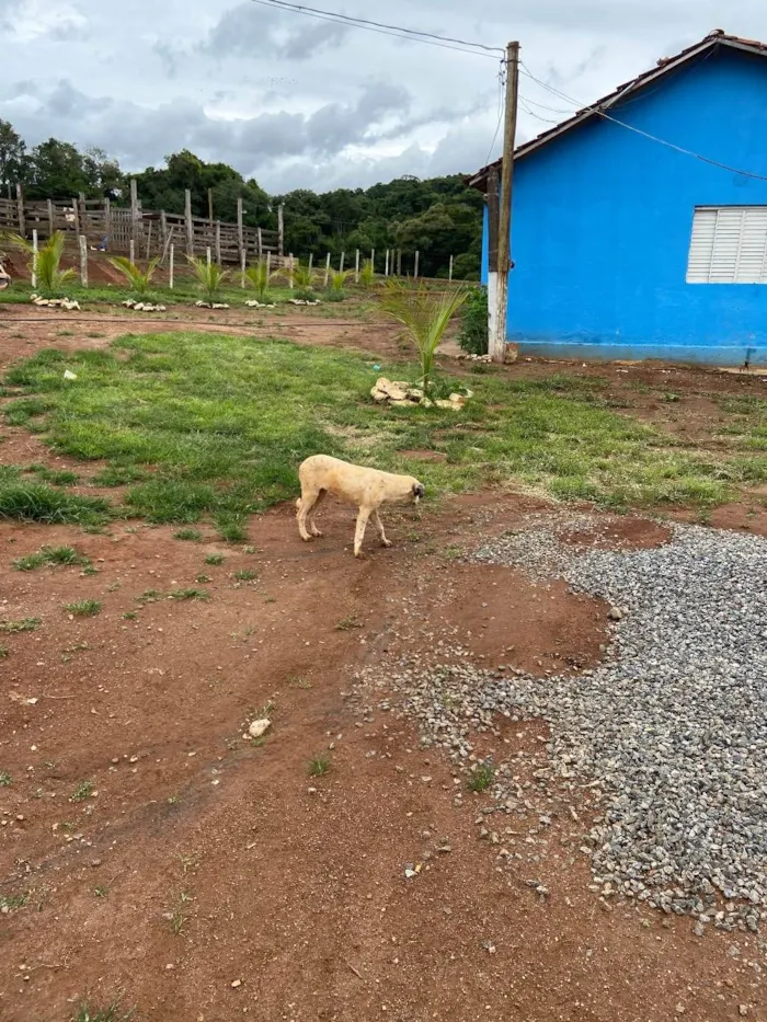 Cachorro raça vira lata idade 2 a 6 meses nome Branquinha