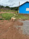 Branquinha