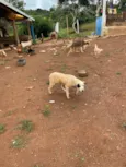Branquinha