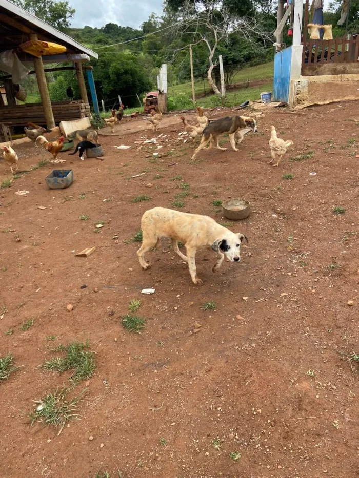 Cachorro raça vira lata idade 2 a 6 meses nome Branquinha