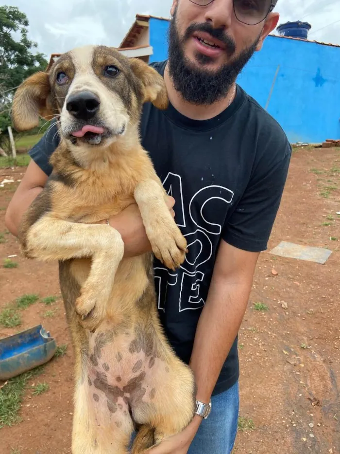 Cachorro raça vira lata  idade 2 a 6 meses nome Amora