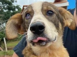 Cachorro raça vira lata  idade 2 a 6 meses nome Amora