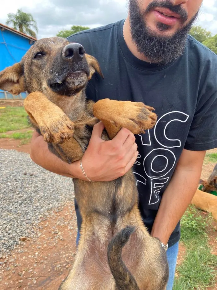 Cachorro raça vira lata  idade 2 a 6 meses nome Pirata