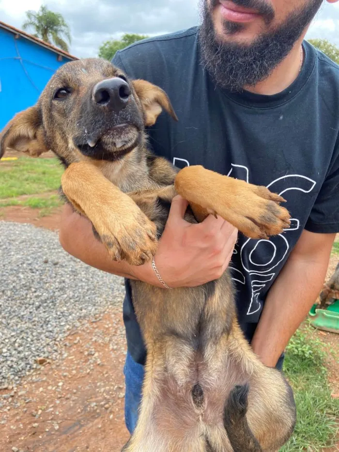 Cachorro raça vira lata  idade 2 a 6 meses nome Pirata