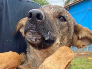Cachorro raça vira lata  idade 2 a 6 meses nome Pirata