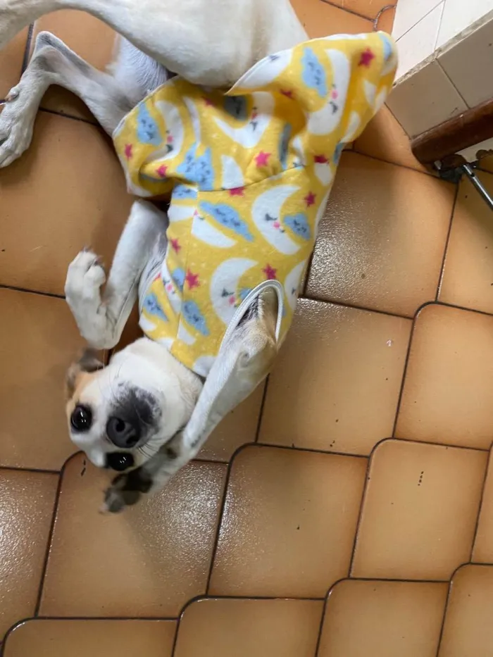 Cachorro ra a Nenhuma idade 1 ano nome Pantufa