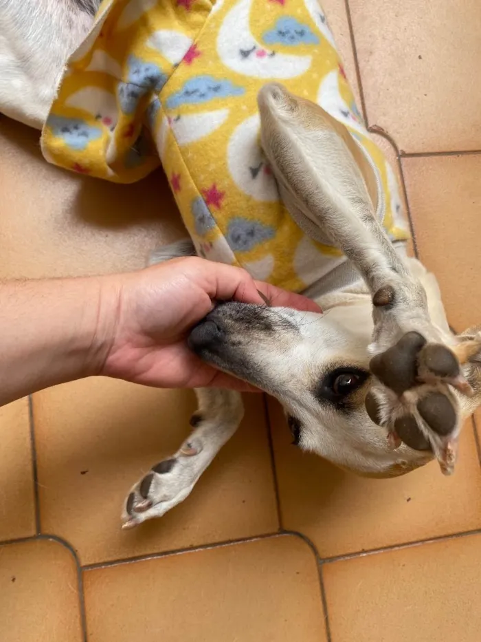 Cachorro ra a Nenhuma idade 1 ano nome Pantufa