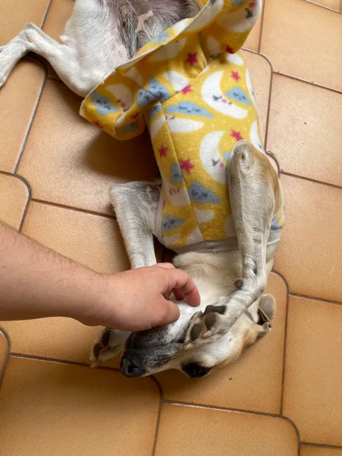 Cachorro ra a Nenhuma idade 1 ano nome Pantufa