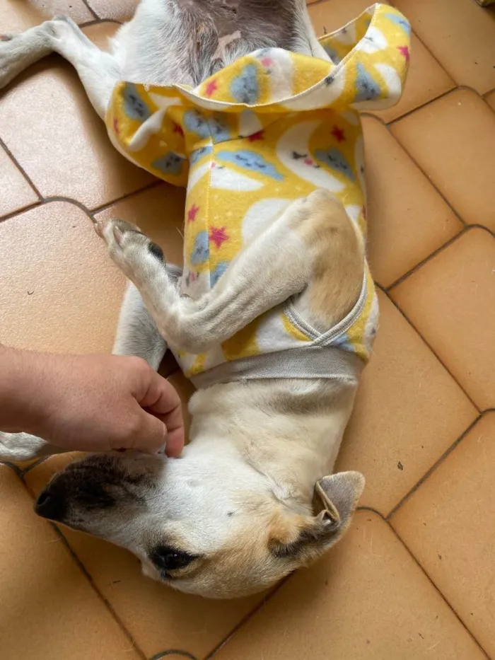 Cachorro ra a Nenhuma idade 1 ano nome Pantufa