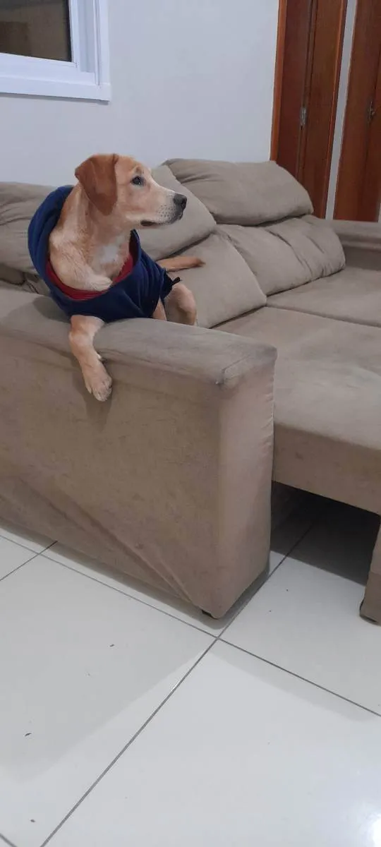 Cachorro ra a Labrador com vira lata idade 7 a 11 meses nome Myke