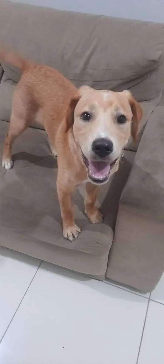 Cachorro ra a Labrador com vira lata idade 7 a 11 meses nome Myke