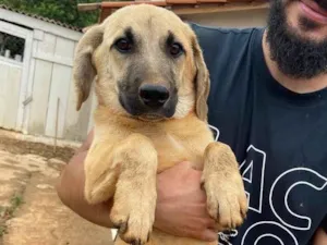 Cachorro raça vira lata idade 2 a 6 meses nome Zangado