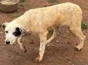 Cachorro raça vira lata idade 2 a 6 meses nome Branquinha