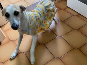 Cachorro raça Nenhuma idade 1 ano nome Pantufa