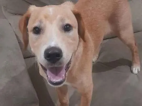 Cachorro ra a Labrador com vira lata idade 7 a 11 meses nome Myke