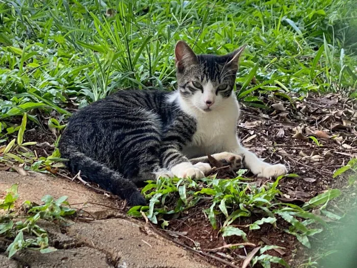 Gato ra a Srd idade 2 a 6 meses nome Sem nomes 
