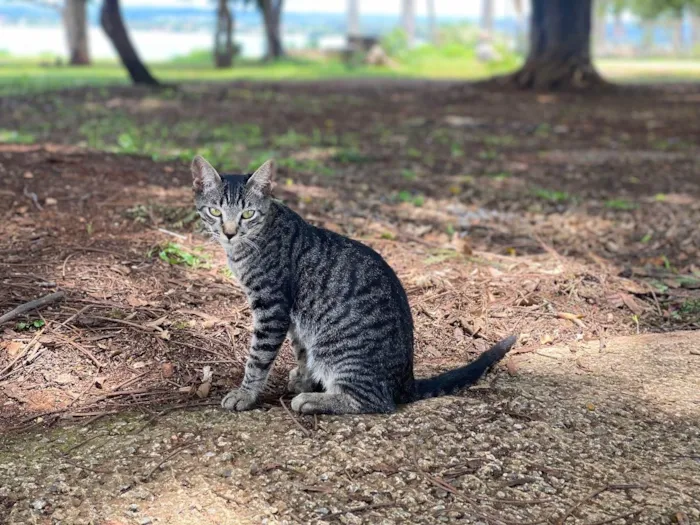 Gato ra a Srd idade 2 a 6 meses nome Sem nomes 