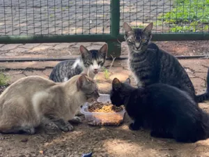Gato raça Srd idade 2 a 6 meses nome Sem nomes 